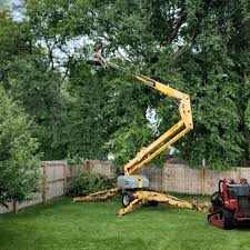 Professional  Tree Services in Wayne, WV